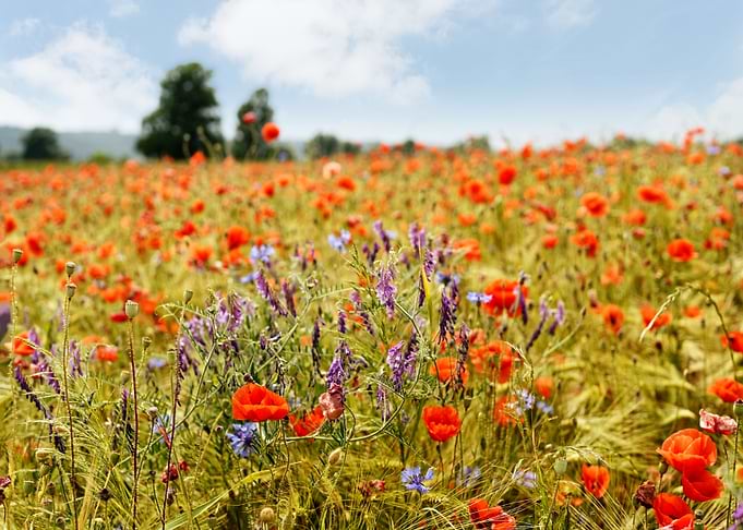 Summer blossoms
