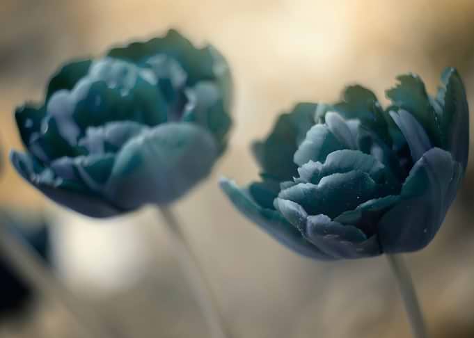 Blue Tulips in garden