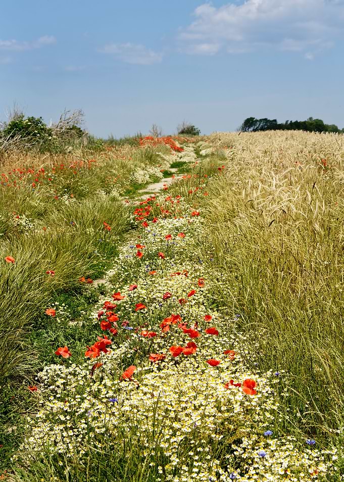 Summer meadow on Ruegen