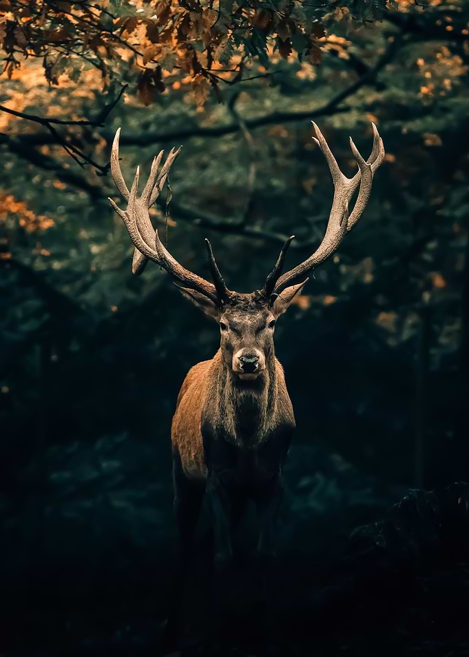 Deer animal