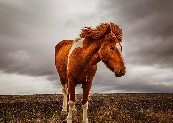 BROWN HORSE