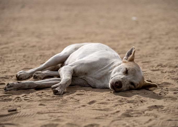 Relaxing in the Heat