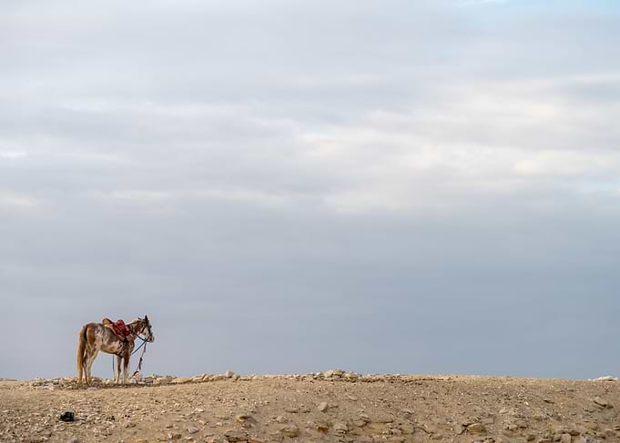 Horse in the Desert