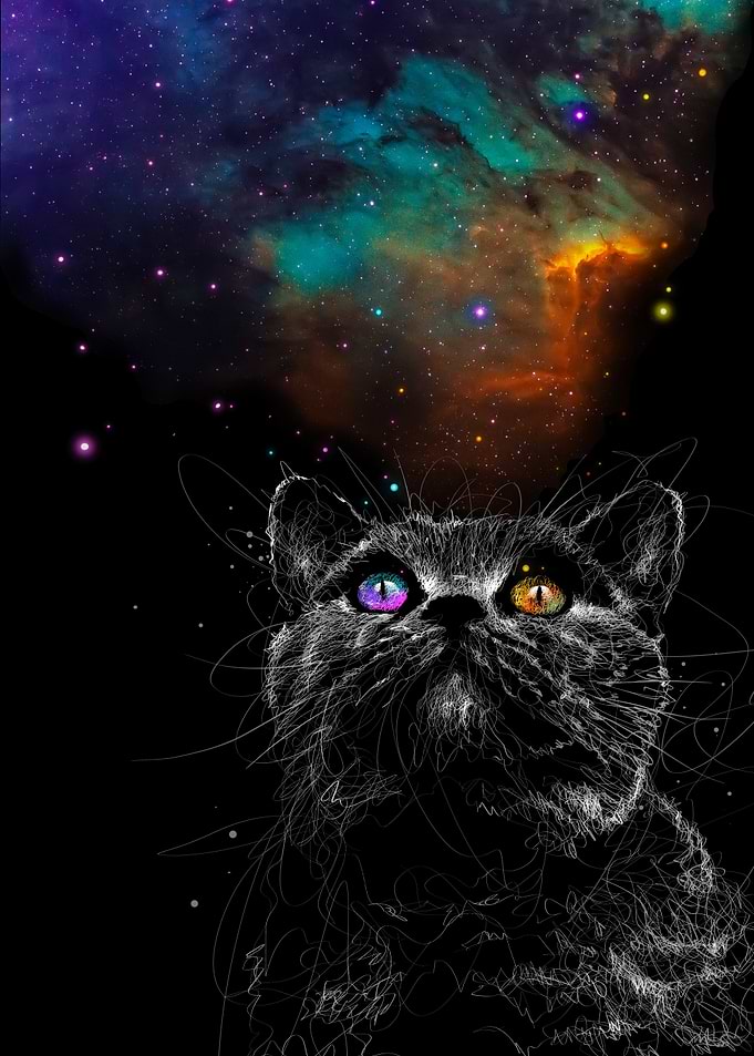 Space cat
