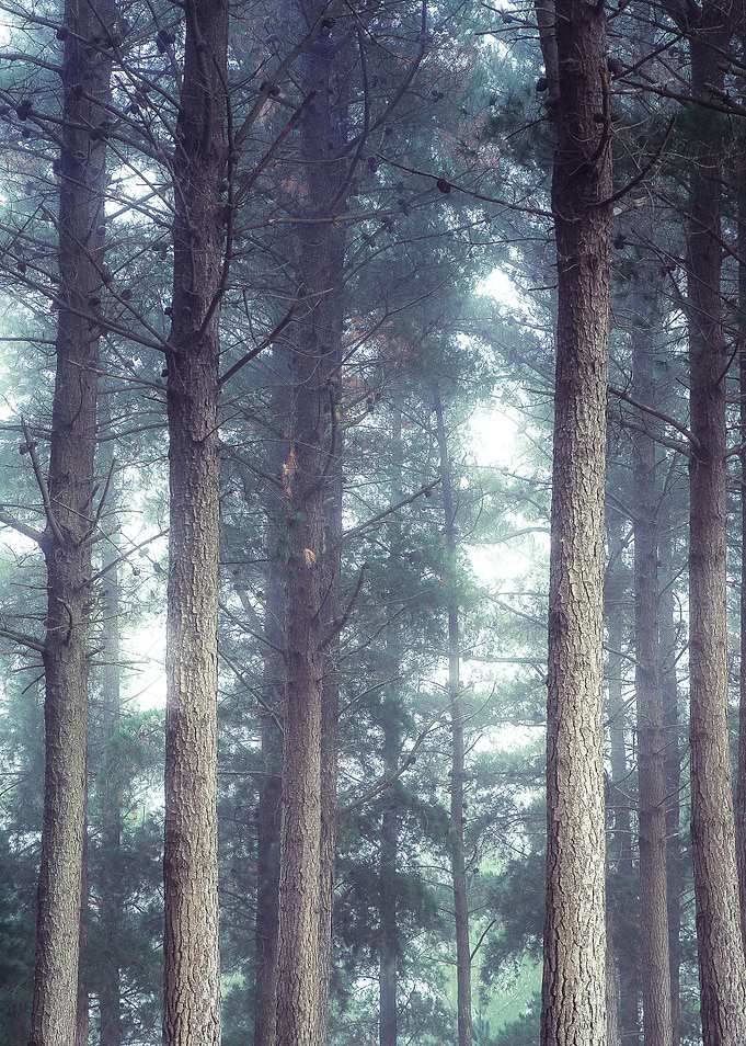 Foggy Forest