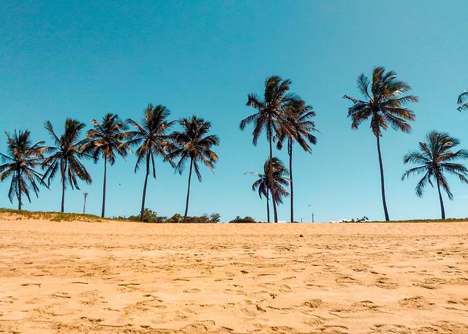 Beach Palms