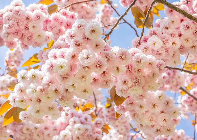 Pink Blossom