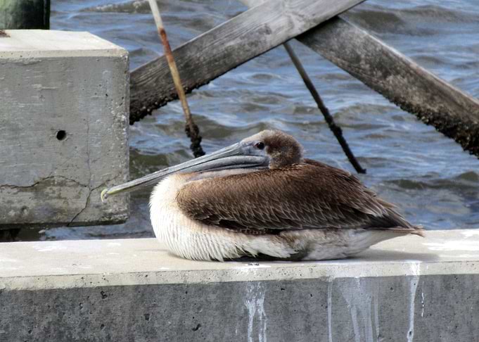 Pelican Resting