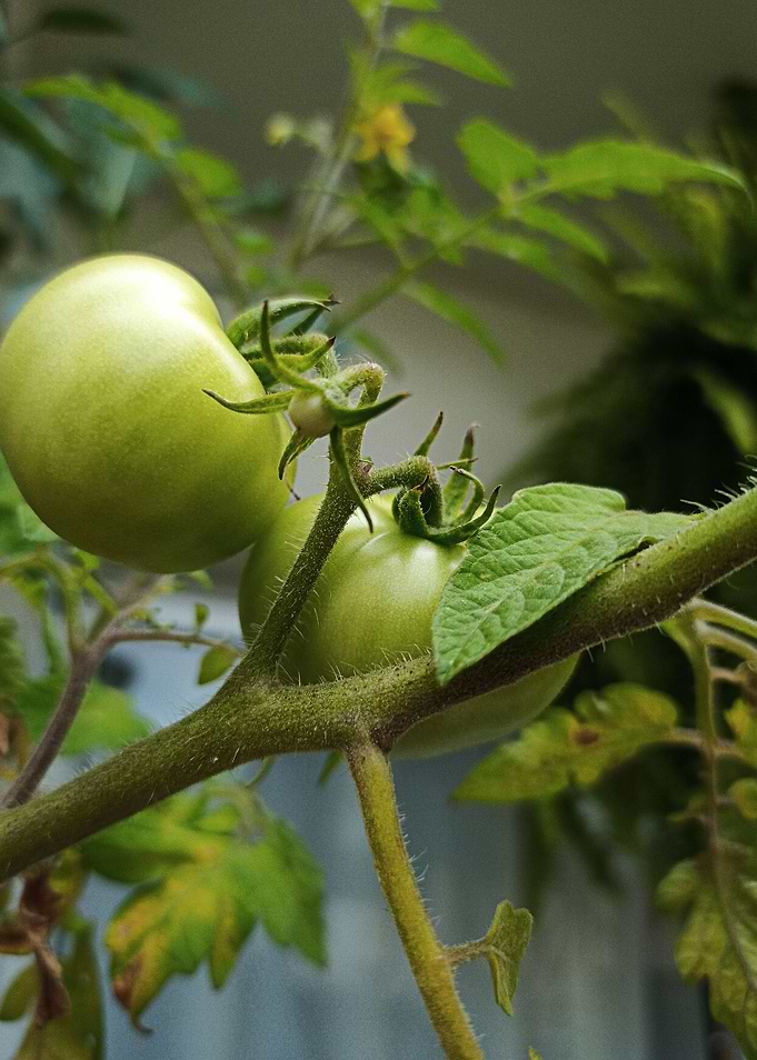 Three Tomatoes