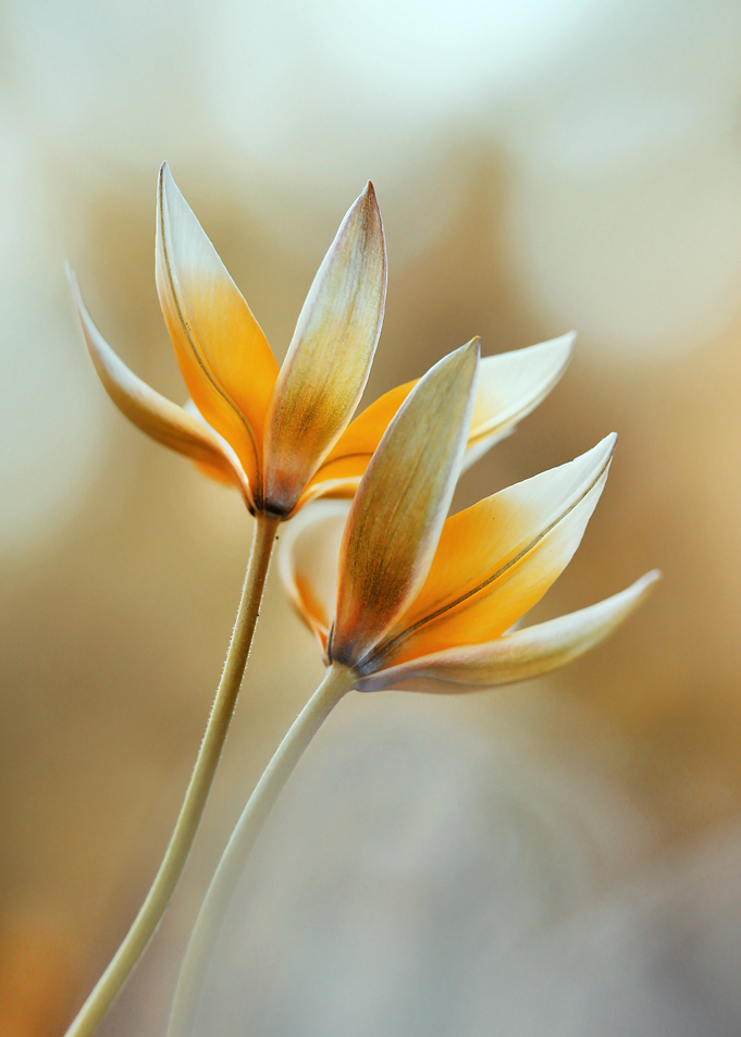 Spring flowers