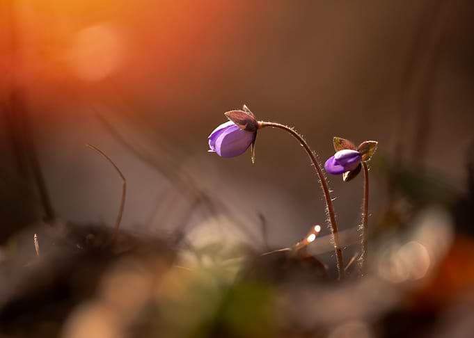 Spring flowers