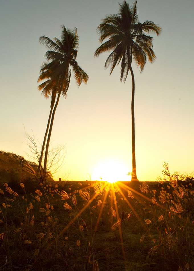 Palms in Mexico