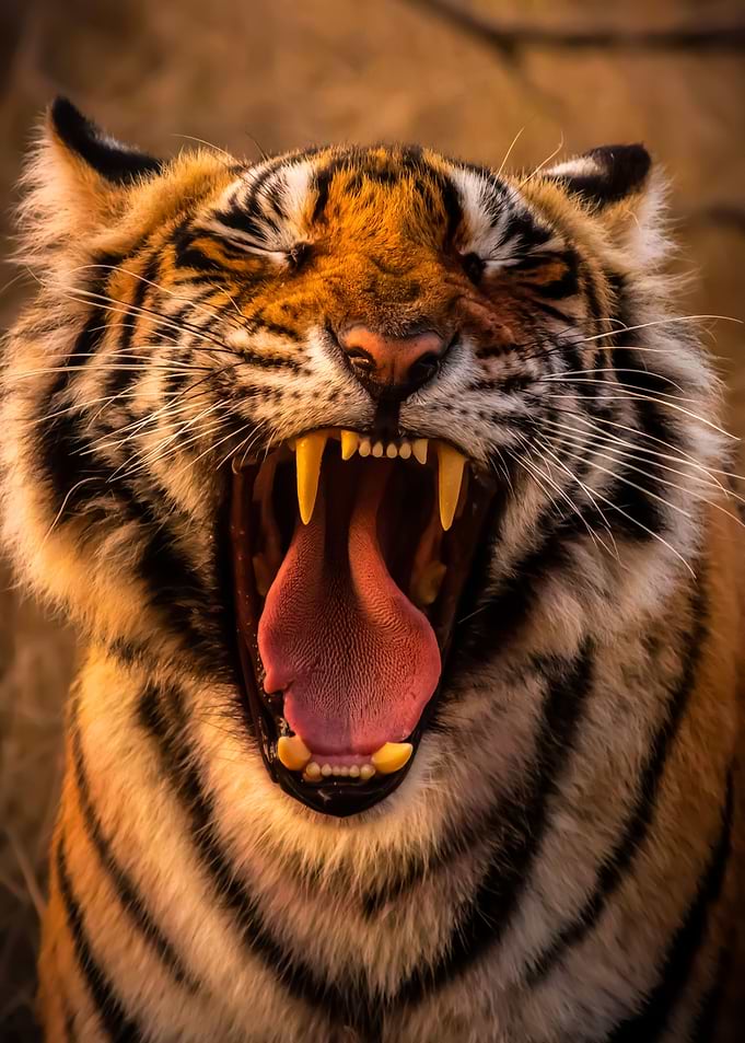 Tiger animal