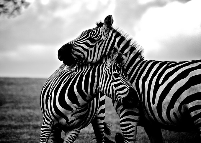 Hugging Zebras