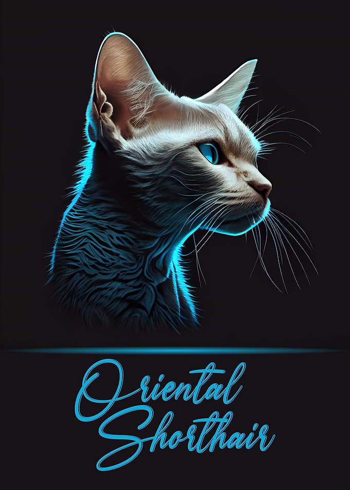 Oriental Shorthair