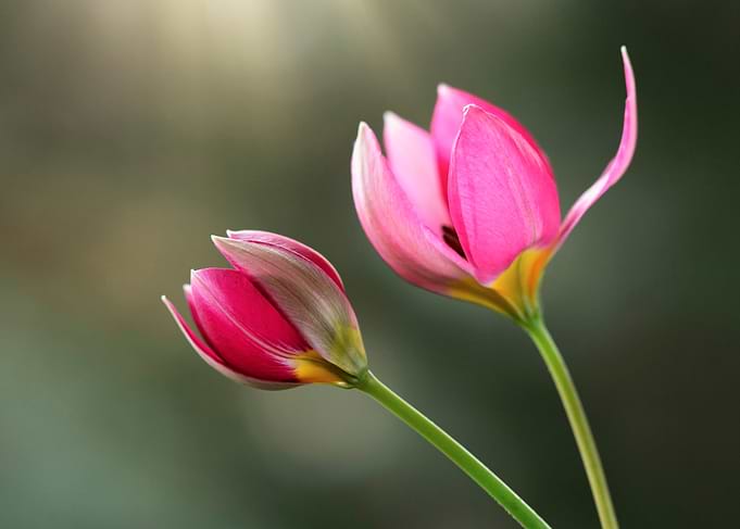 Botanical tulips
