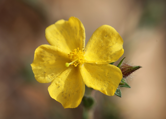 Yellow flower blossoming