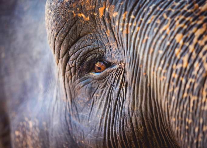 Wildlife