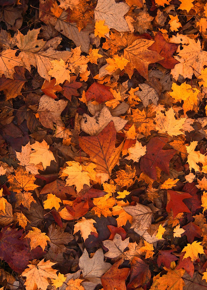 autumn leaves