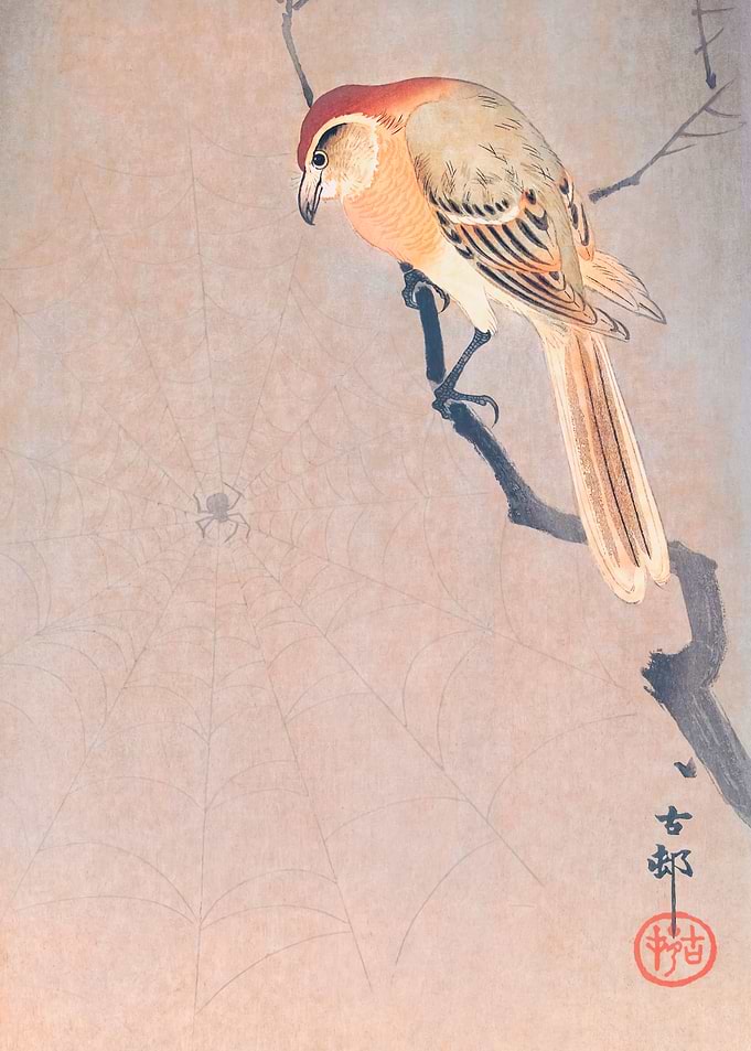 Buffalo Wing Shrike
