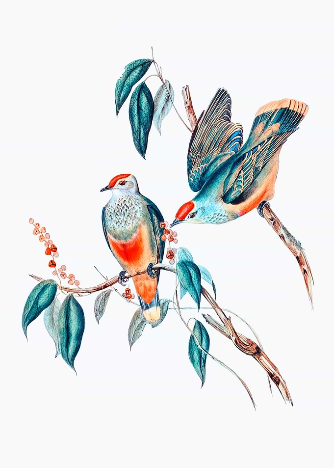 Swainsons Fruit Pigeon