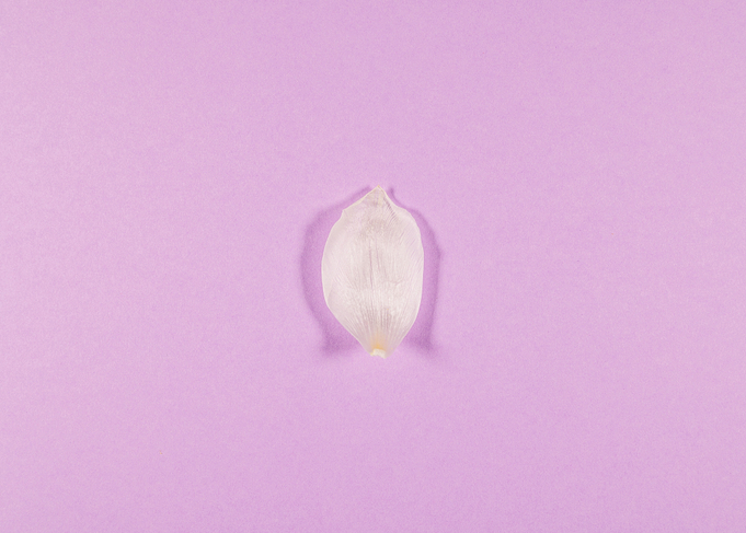 Lilac background with tuli