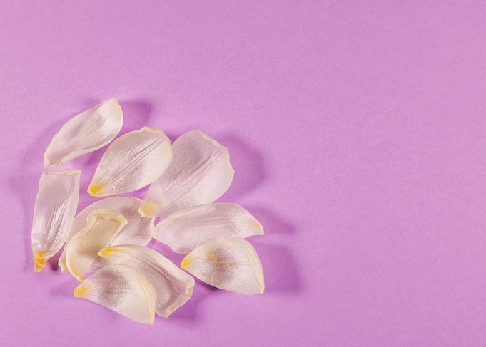 Lilac background with tuli