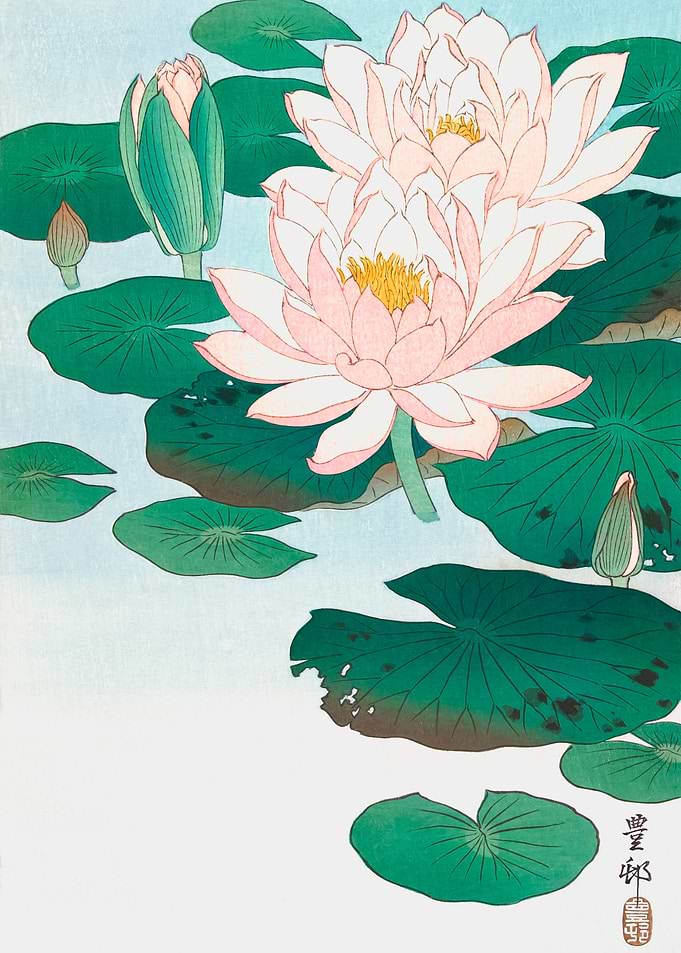 Water Lily
