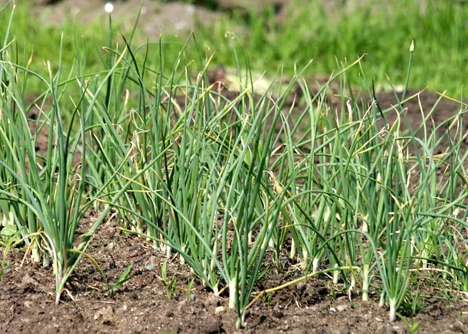 garlic field