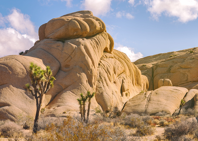 Rocks and Yuccas
