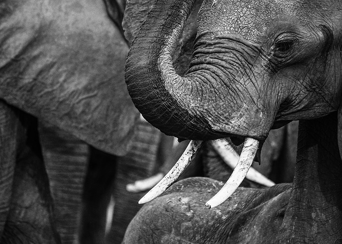 Wildlife