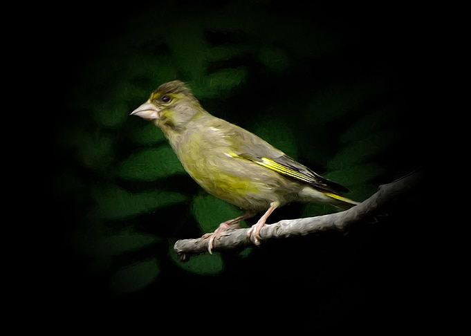 Greenfinch