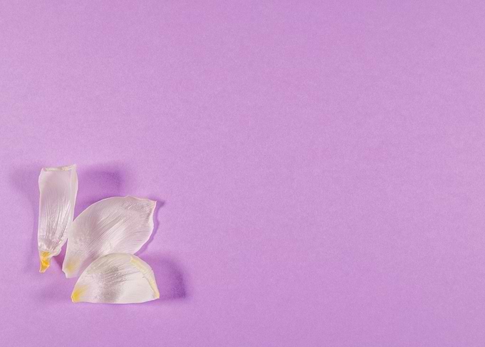 Lilac background with tuli