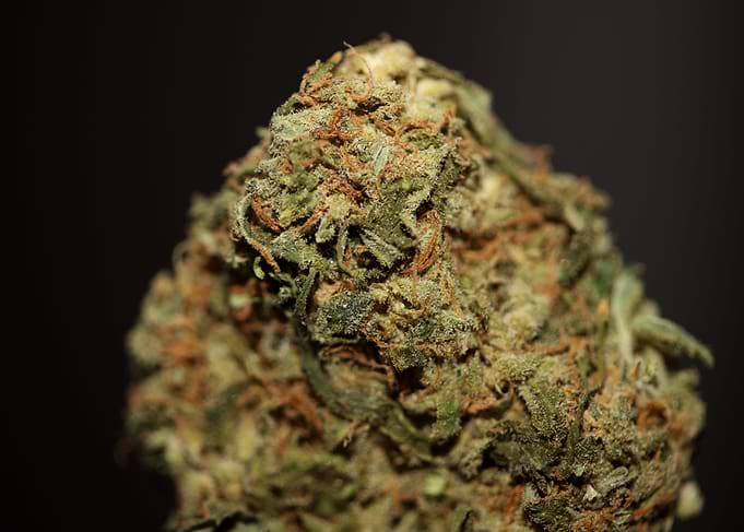 Medical marijuana cannabis