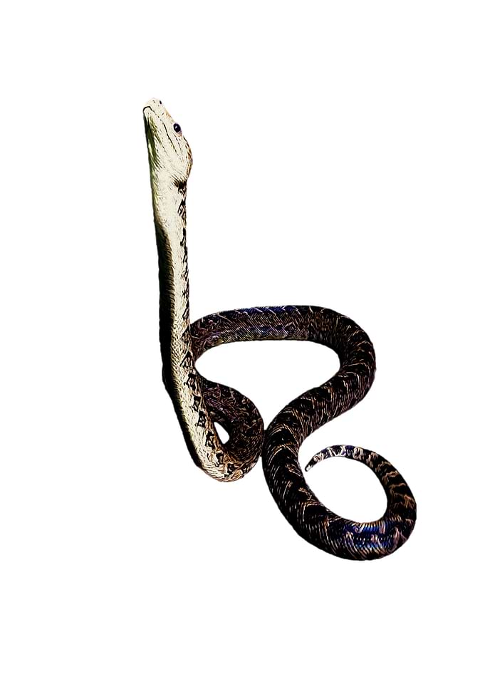 Cuban boa