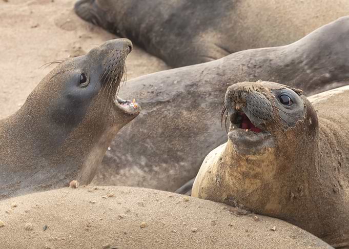 Quarrel