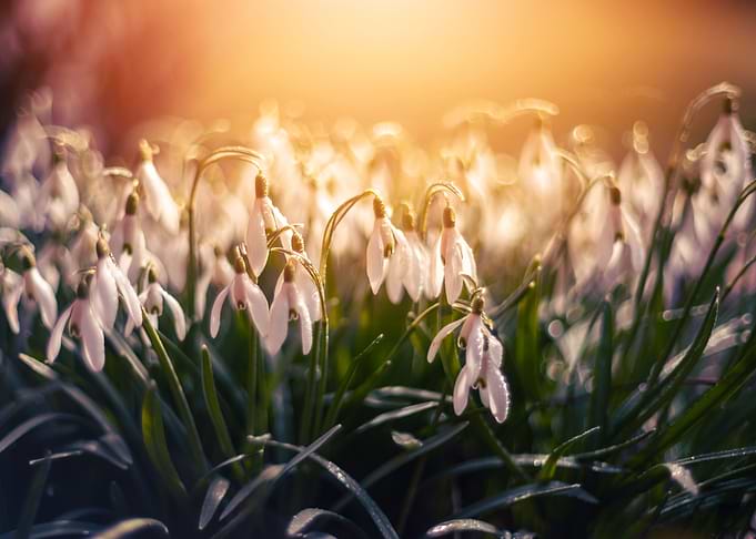 White snowdrops, flowers