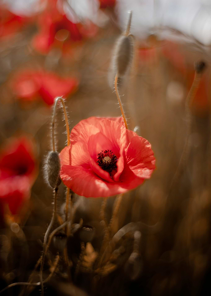 Red poppy flowers, macro