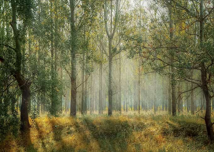 forest tree