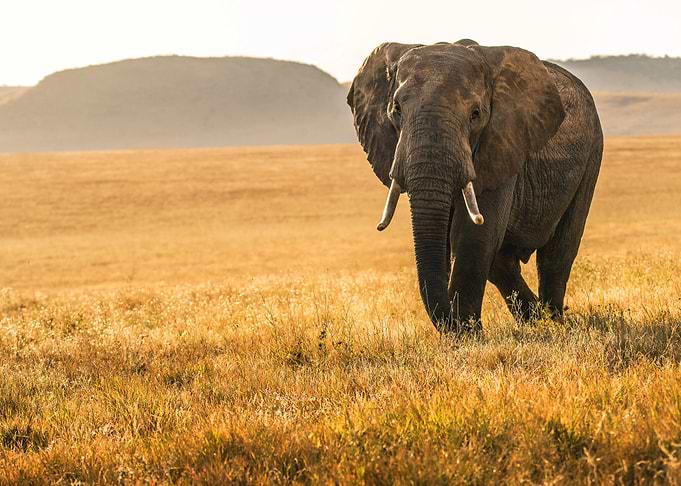 Wildlife
