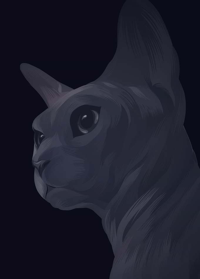 spinix cat