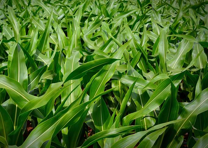 corn field