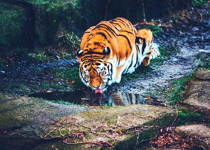 Wildlife