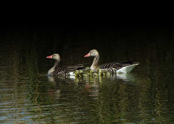 Wild geese