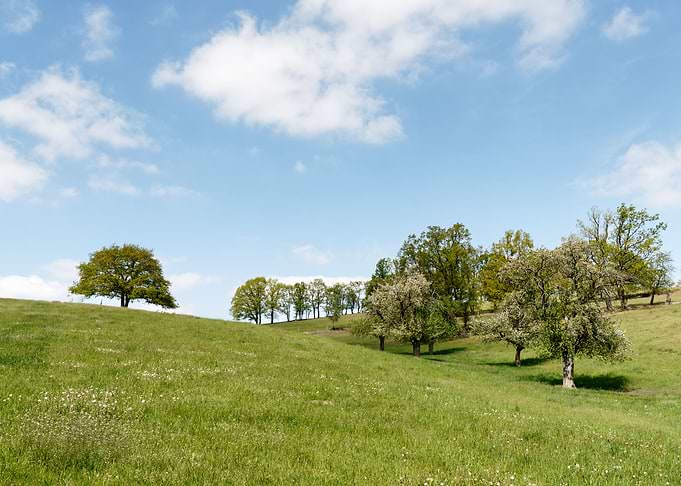 Springtime meadow