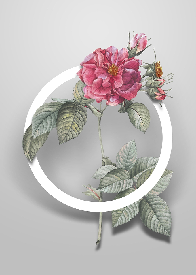 Pink Francfort Rose Flower