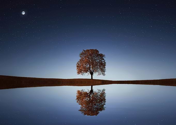 tree