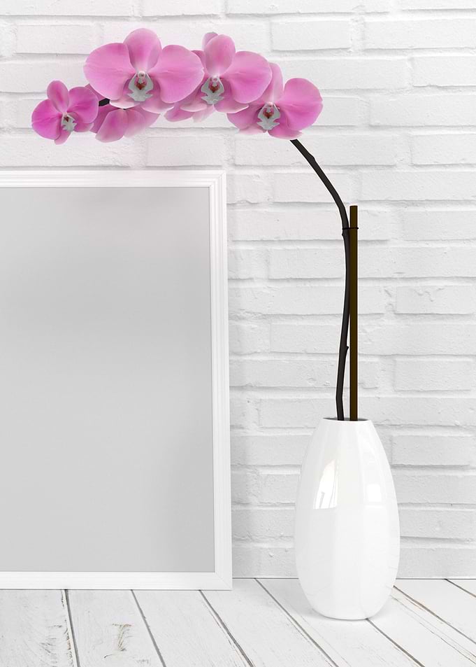 orchid