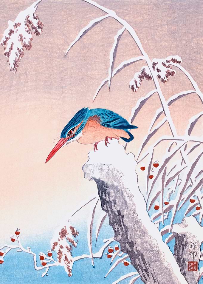 Kingfisher in the snow