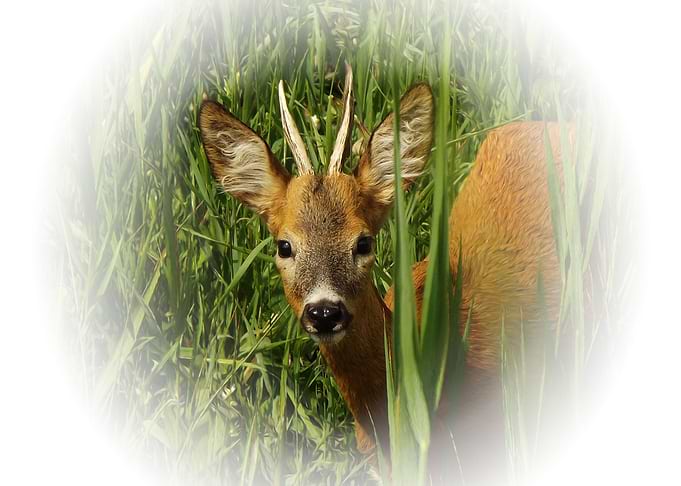 Young roebuck